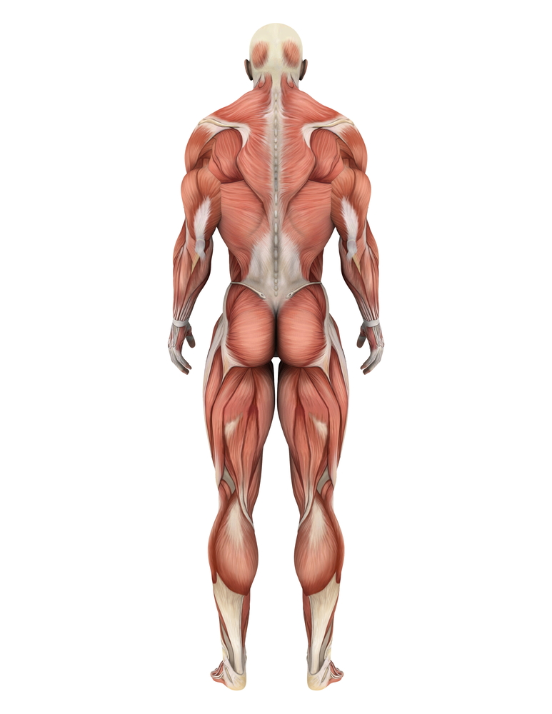 Les problèmes musculaires pourraient-ils aider à expliquer les mouvements chez les patients atteints de la maladie de Huntington ?
