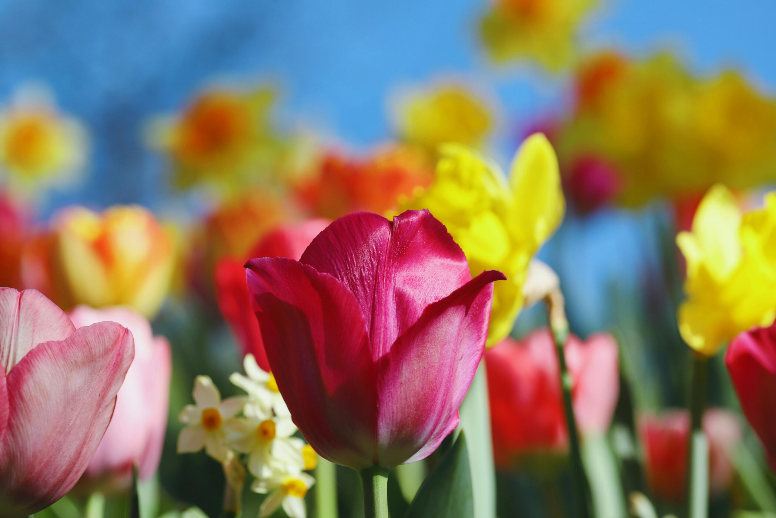 tulipe rose et crocus sur ciel bleu
